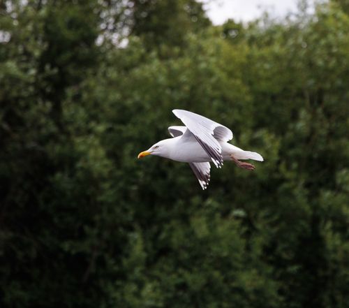Free A beautiful seagull in flight against a backdrop of lush green forest. Stock Photo