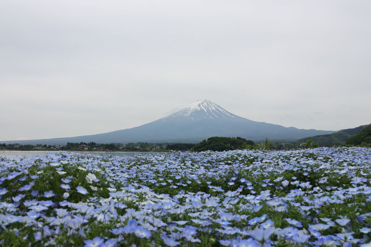 Mount Fuji and seasonal flowers at Oishi Park in Fujikawaguchiko