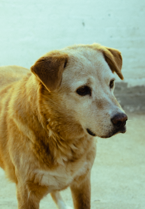 Free Close-up of a senior golden retriever standing outdoors on a clear day. Stock Photo