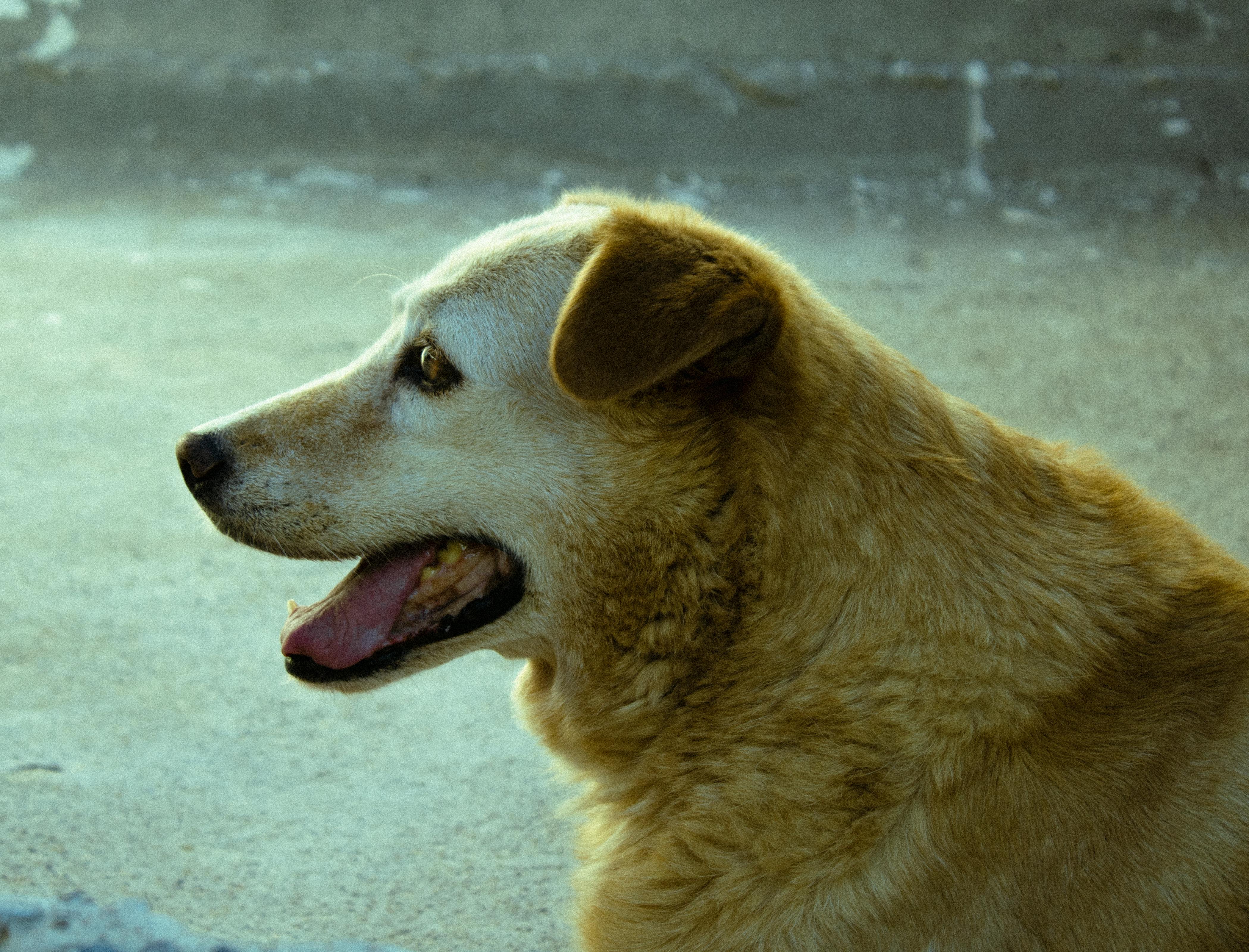 A cheerful golden dog sitting outdoors with its mouth open, displaying happiness.