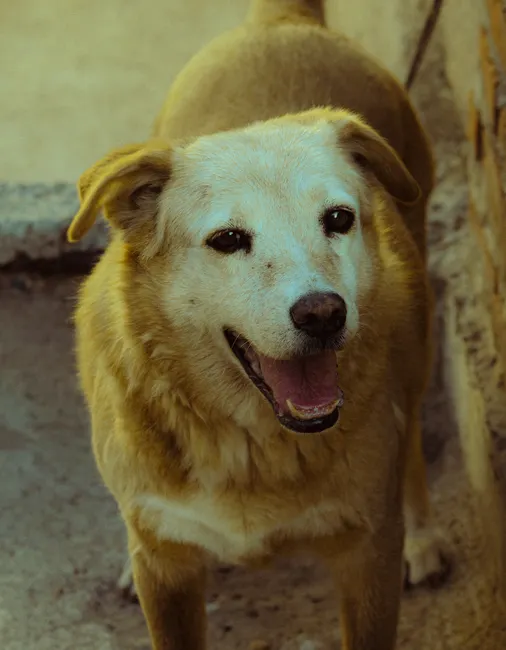 senior golden retriever rescue