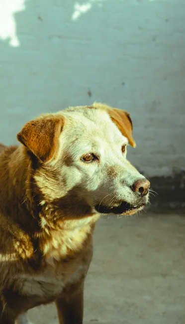 senior dog food guide