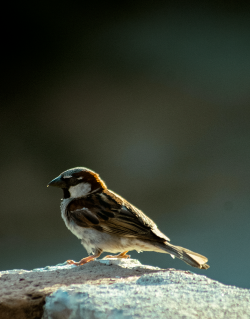 Free A sparrow resting on a rock with soft lighting and a muted background. Stock Photo