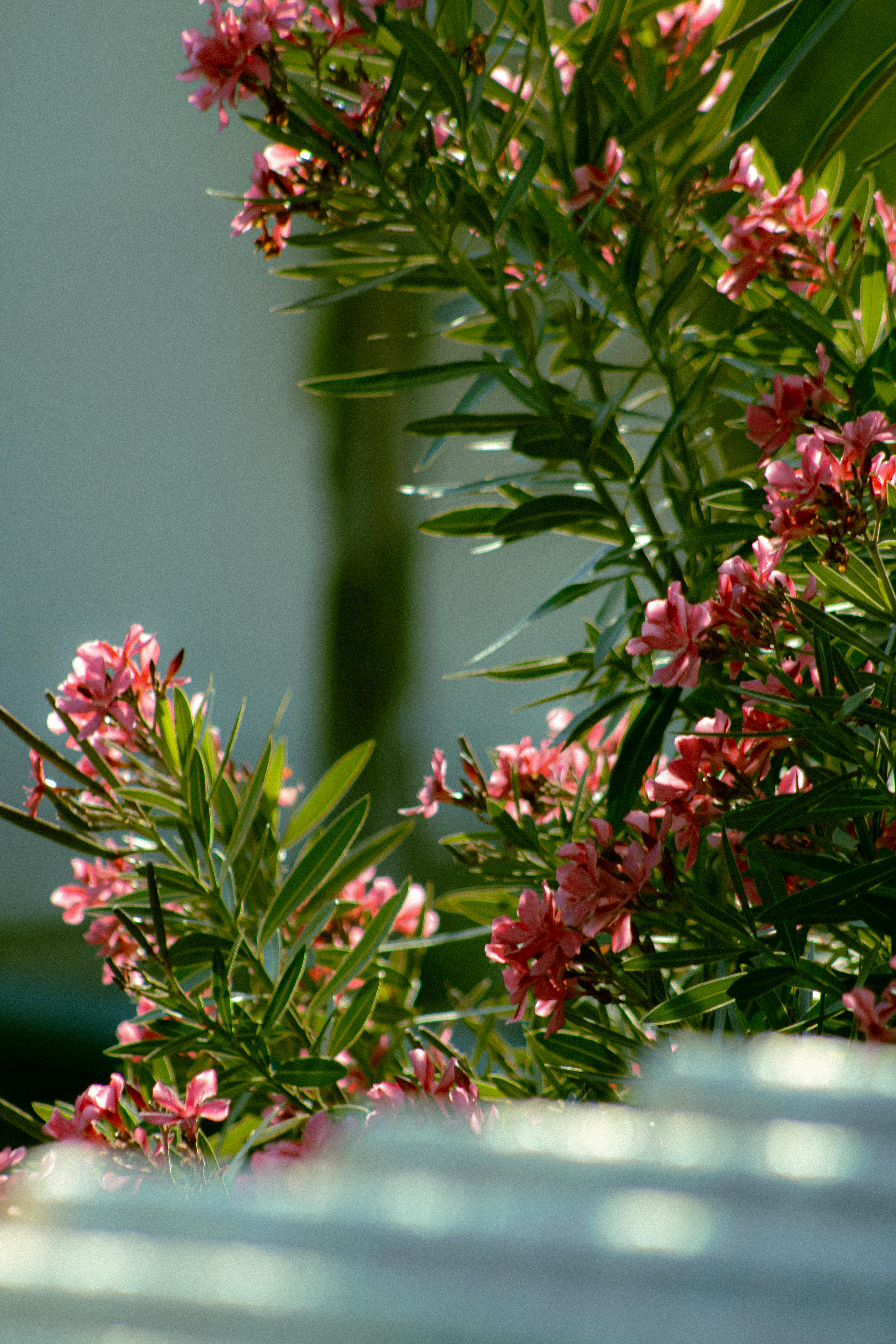 [ColoSach]-a-lush-oleander-bush-with-pink-flowers-basking-in-the-sunlight.-ideal-for-nature-themes.