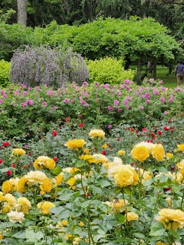 Roses