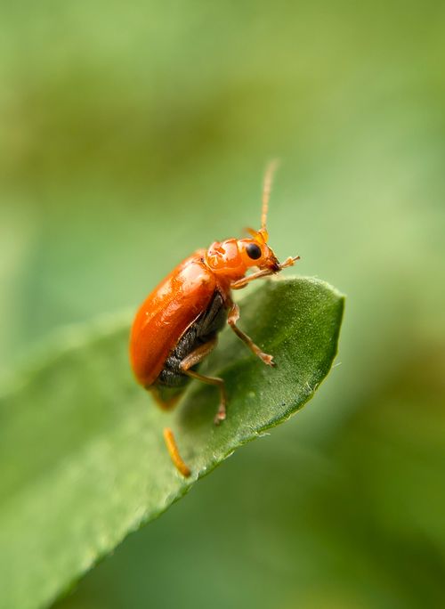 Free Macro shot of a red beetle perched on a green leaf in natural light. Stock Photo