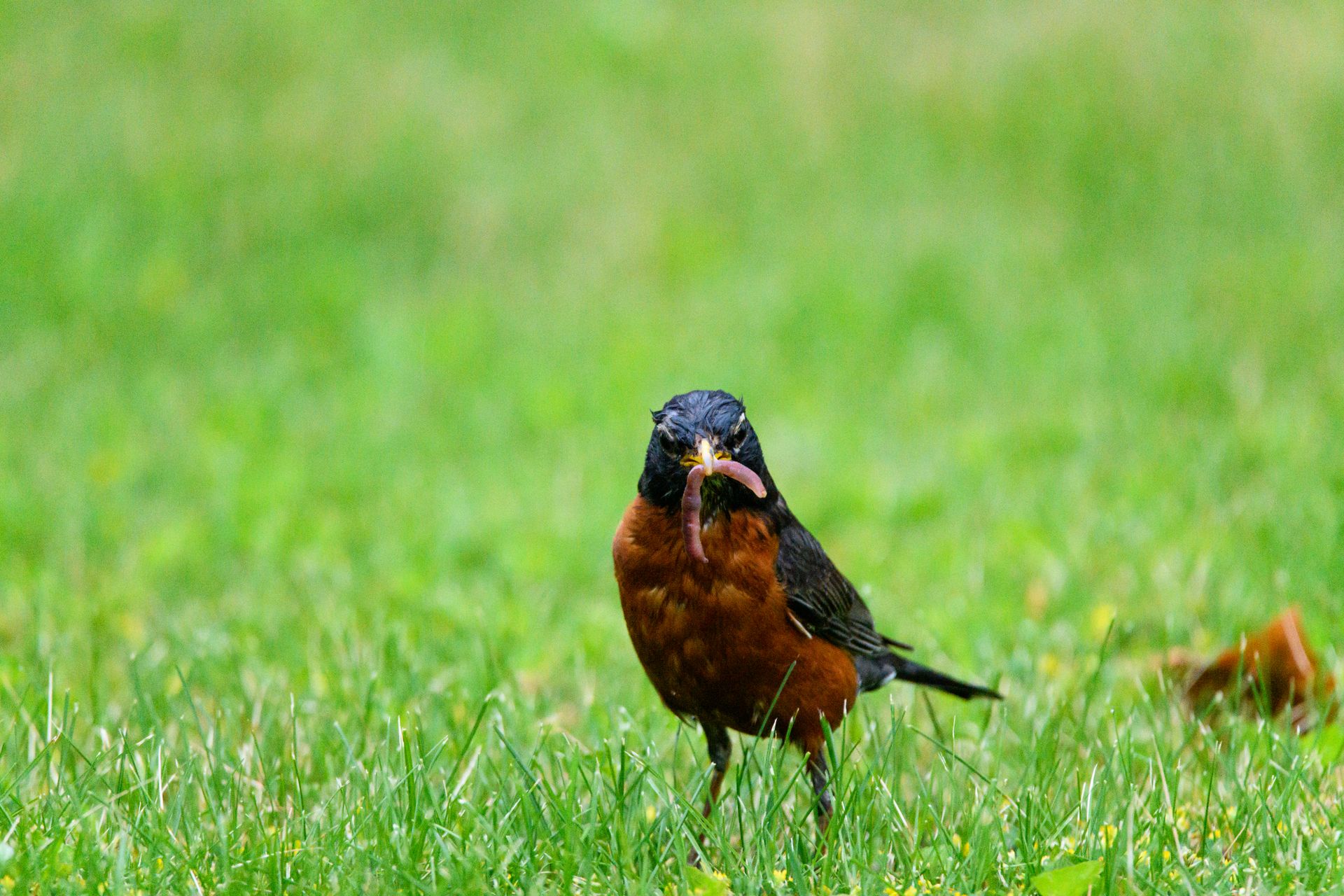 Close-up of an American robin capturing a worm in a lush green field, showcasing nature's vivid detail.