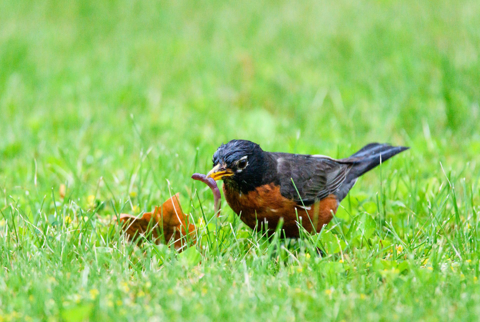 An American Robin bird feeding on earthworms in a lush grassy field.