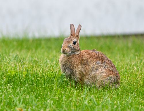 Free A wild rabbit sits alert in a lush green field, showcasing natural wildlife beauty. Stock Photo