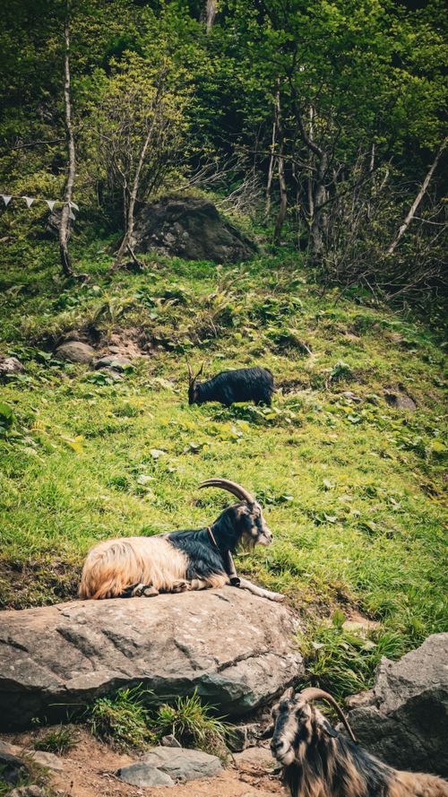 Goat In Forest Mountain Goats in Lush Green Forest · Free Stock Photo
