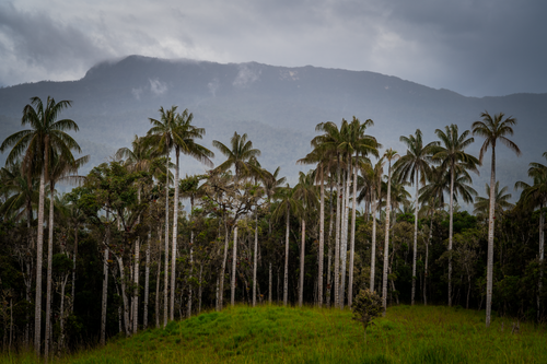 Free Lush palm groves and Andean mountains captured in Molinopampa, Peru. Stock Photo