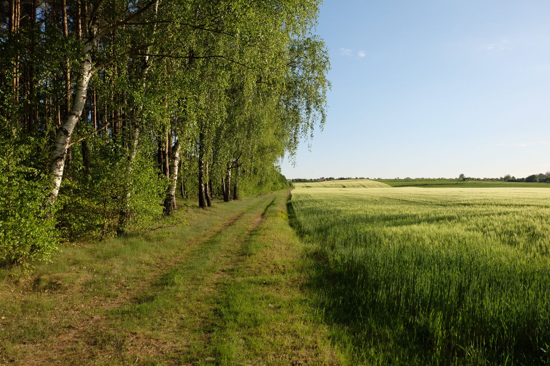 Scenic view of a forest path flanked by birch trees and expansive green fields under a clear blue sky.