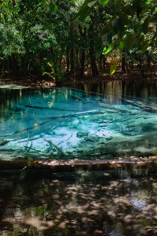 Free A tranquil clear natural pool surrounded by dense forest foliage, reflecting sunlight. Stock Photo