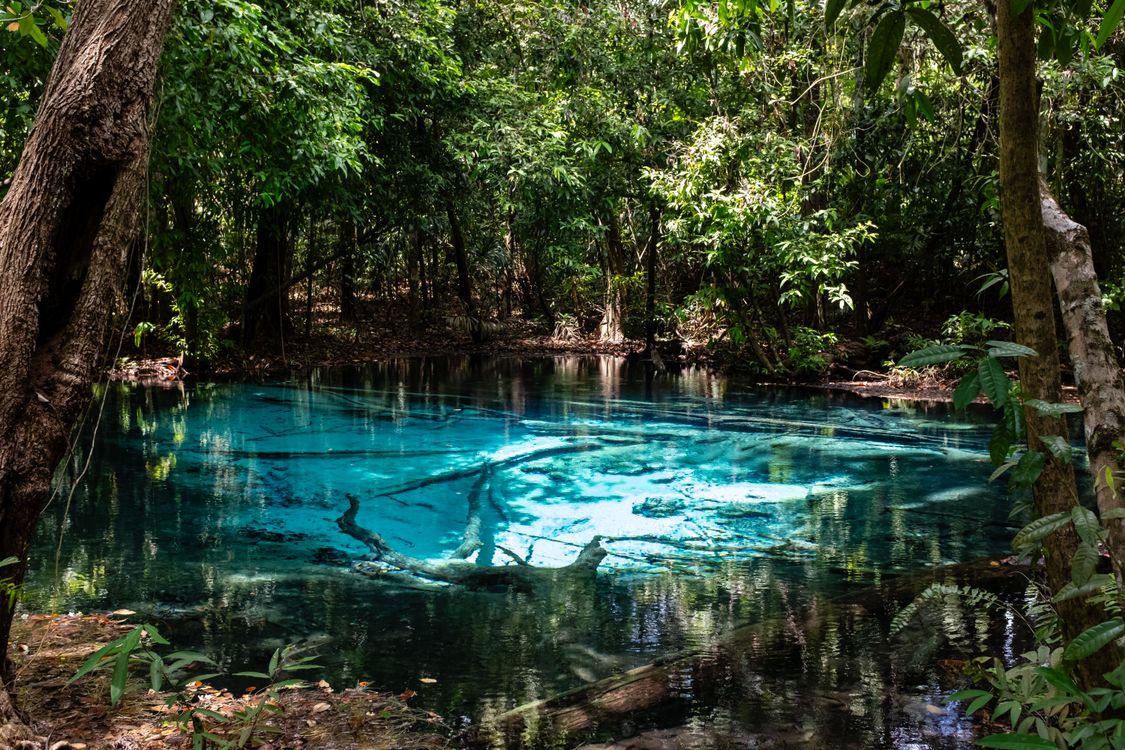 Spring Forest Pool Serene Tropical Pool in Pristine Forest Setting · Free Stock Photo