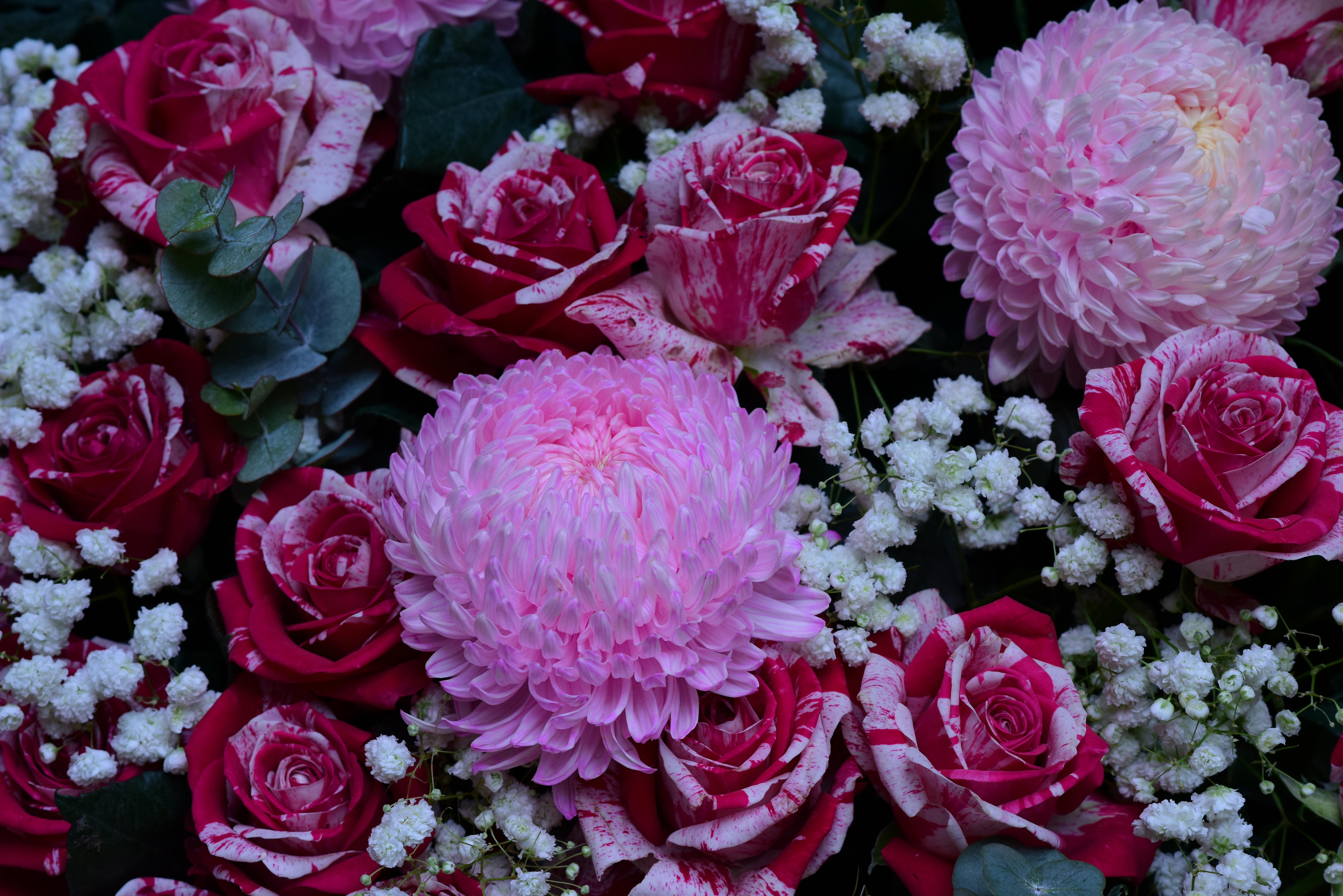 [ColoSach]-vibrant-pink-and-red-chrysanthemum-and-roses-with-white-baby's-breath-flowers.