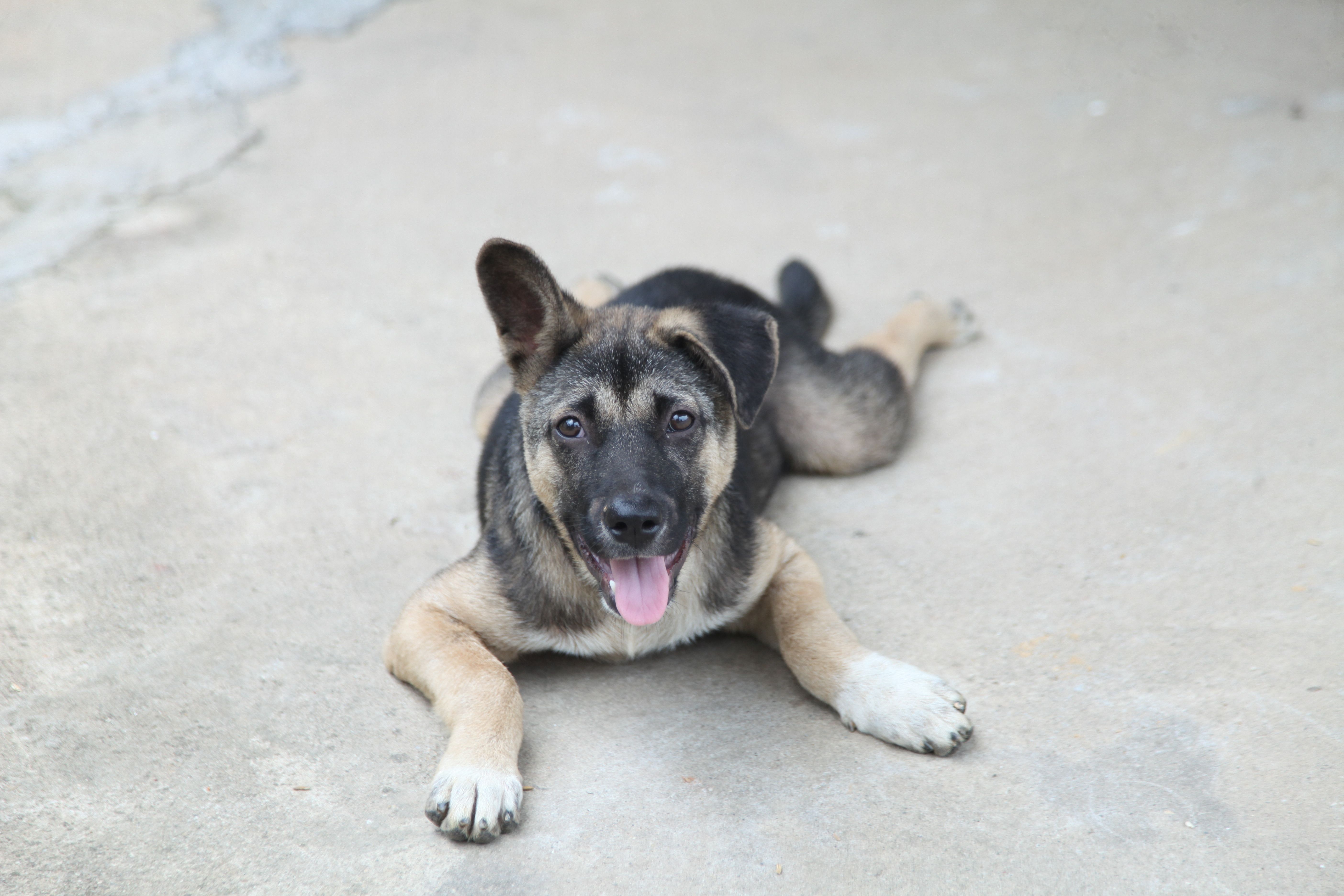 Is FCPT's Mission Pet Health Deal a Smart Step for Investors? — Photo by Green odette on Pexels