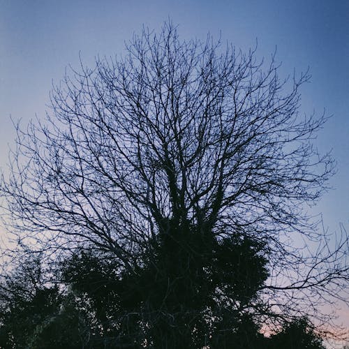ağaç, doğa, seunset içeren Ücretsiz stok fotoğraf