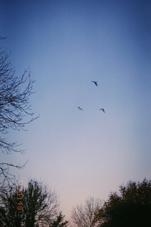 gökyüzü, gün batımı, kuş içeren Ücretsiz stok fotoğraf