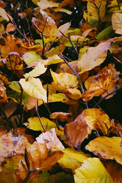 Foto d'estoc gratuïta de fulles, fulles de tardor, groc