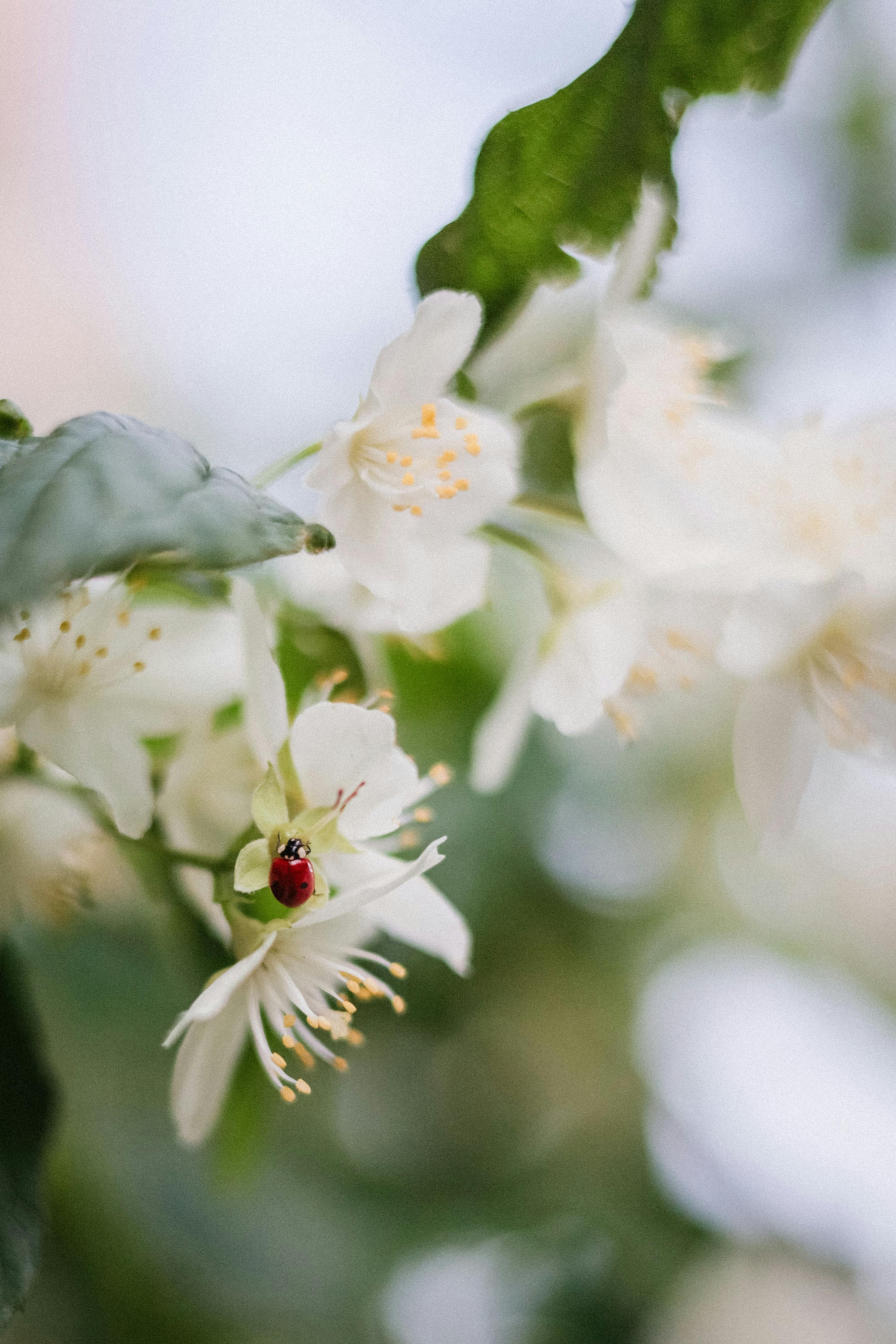 Ladybug perched on white jasmine flower with blurred background.