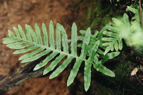 Foglia Di Felce Verde