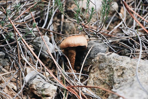 Free Brown Mushroom Stock Photo
