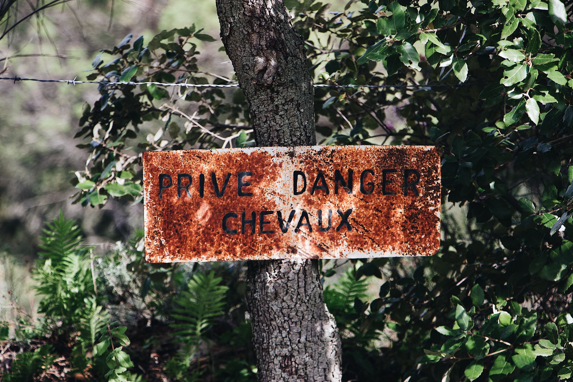 An old French warning sign on a tree amidst lush greenery, indicating danger and private property.