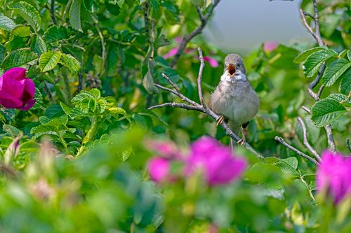 Free A Greater Whitethroat singing on a branch, surrounded by lush green foliage and vibrant pink flowers. Stock Photo