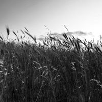 Now playing artwork — photo by Kenan Ruzikar on Pexels