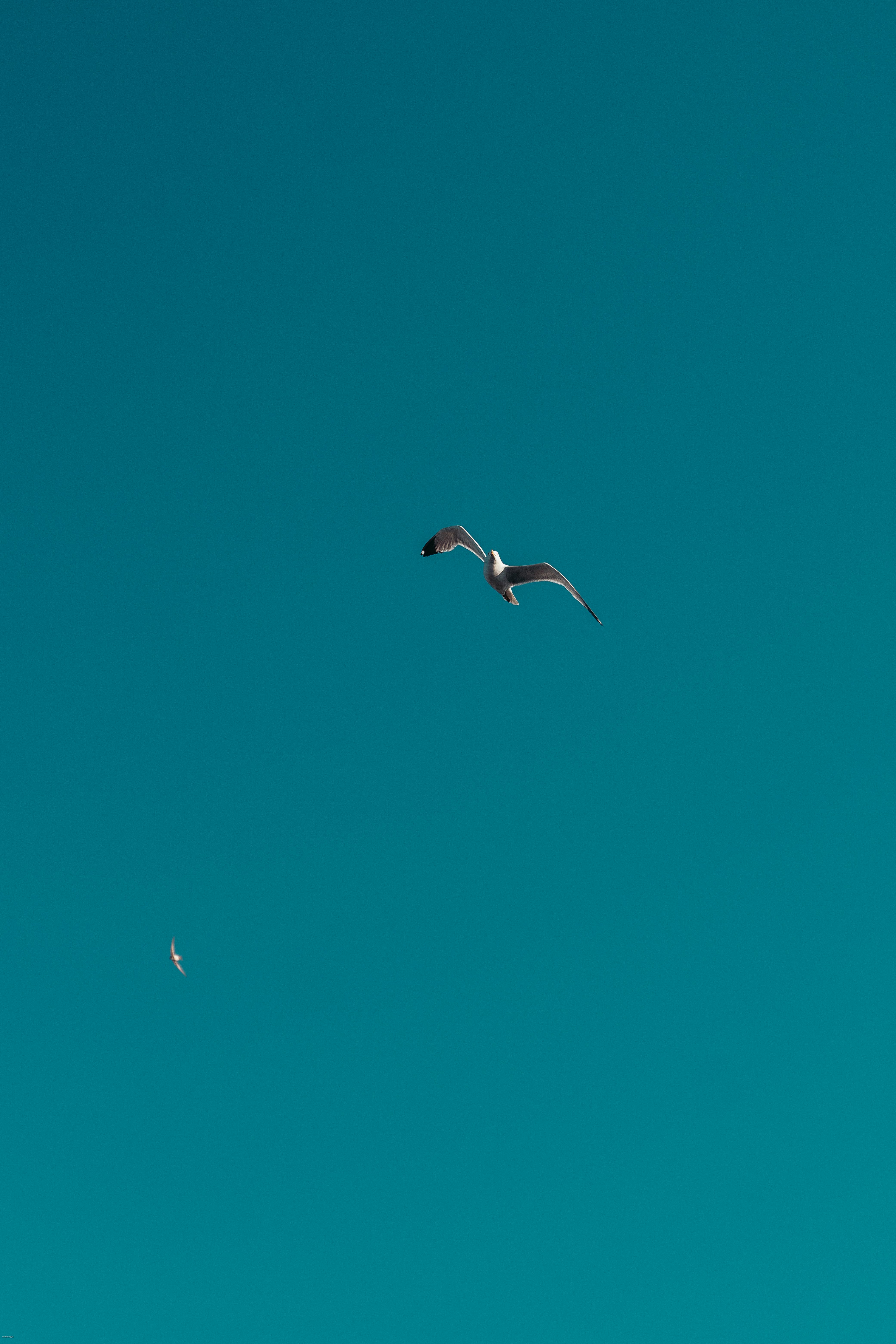 gratis Twee meeuwen vliegen sierlijk tegen een helderblauwe lucht, een symbool van vrijheid. Stockfoto
