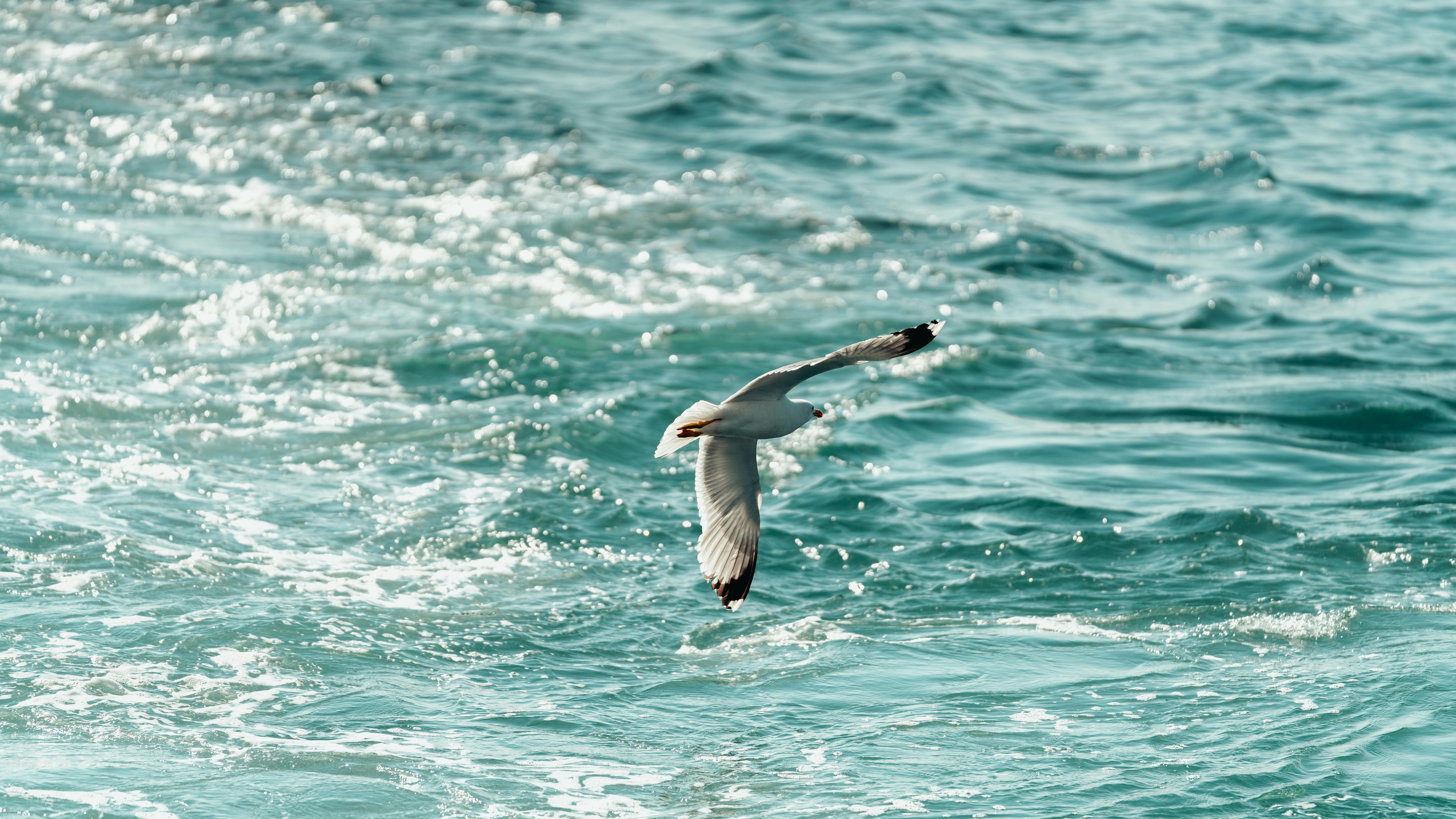 A graceful seagull flies over the shimmering sea, showcasing freedom and nature's beauty.