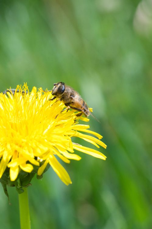 Free Macro shot of a bee on a blooming dandelion in Slovakia's spring gardens. Stock Photo