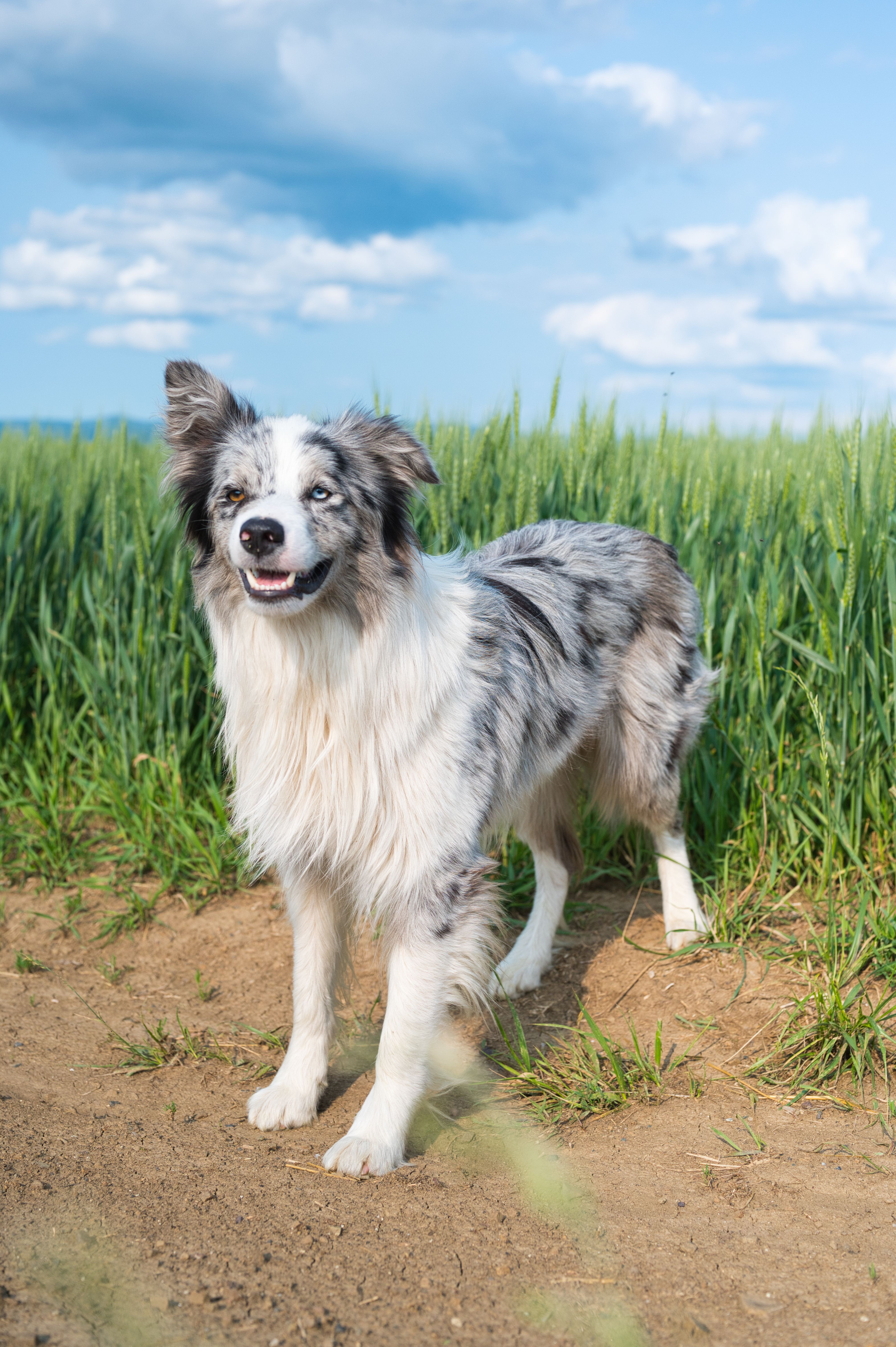 Breed Of Dog Photos, Download The BEST Free Breed Of Dog Stock Photos ...