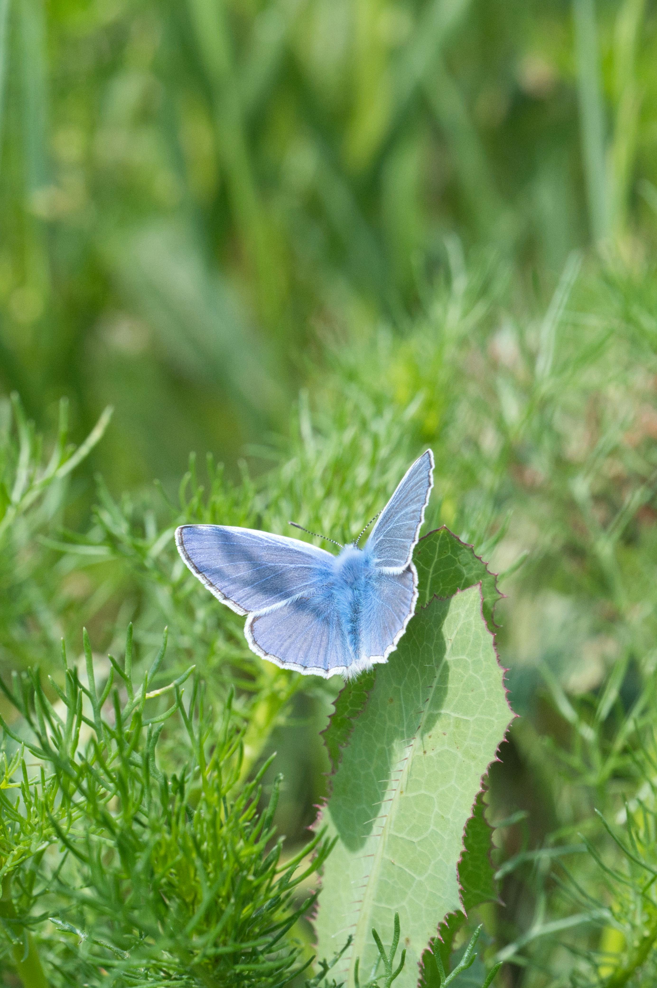 A detailed macro shot of a vibrant blue butterfly resting on a leaf in Poprad, Slovakia.