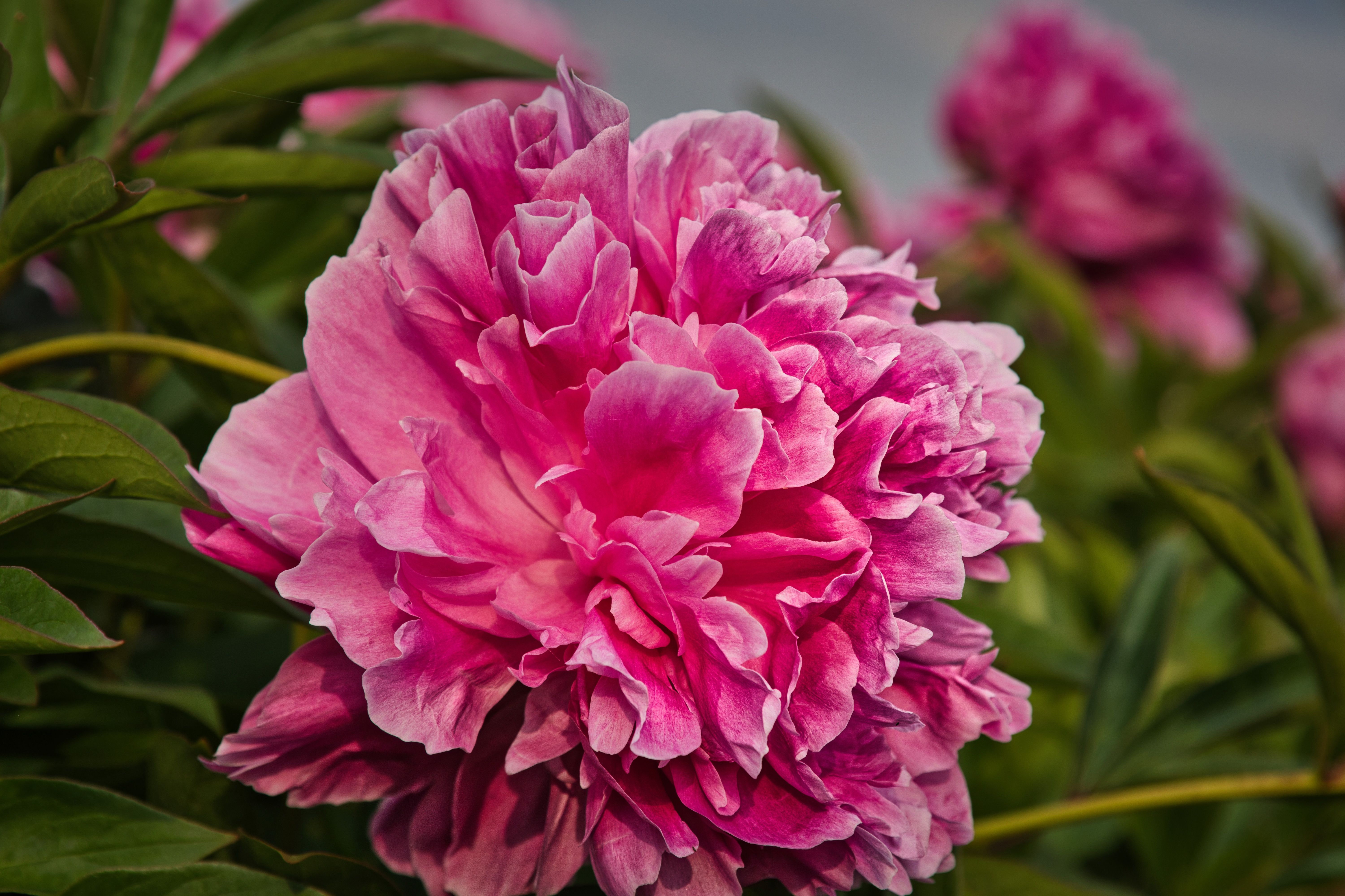 Vibrant Pink Peony Blooming in Summer Garden · Free Stock Photo