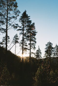 Captivating sunset through trees in a tranquil Norwegian winter forest.
