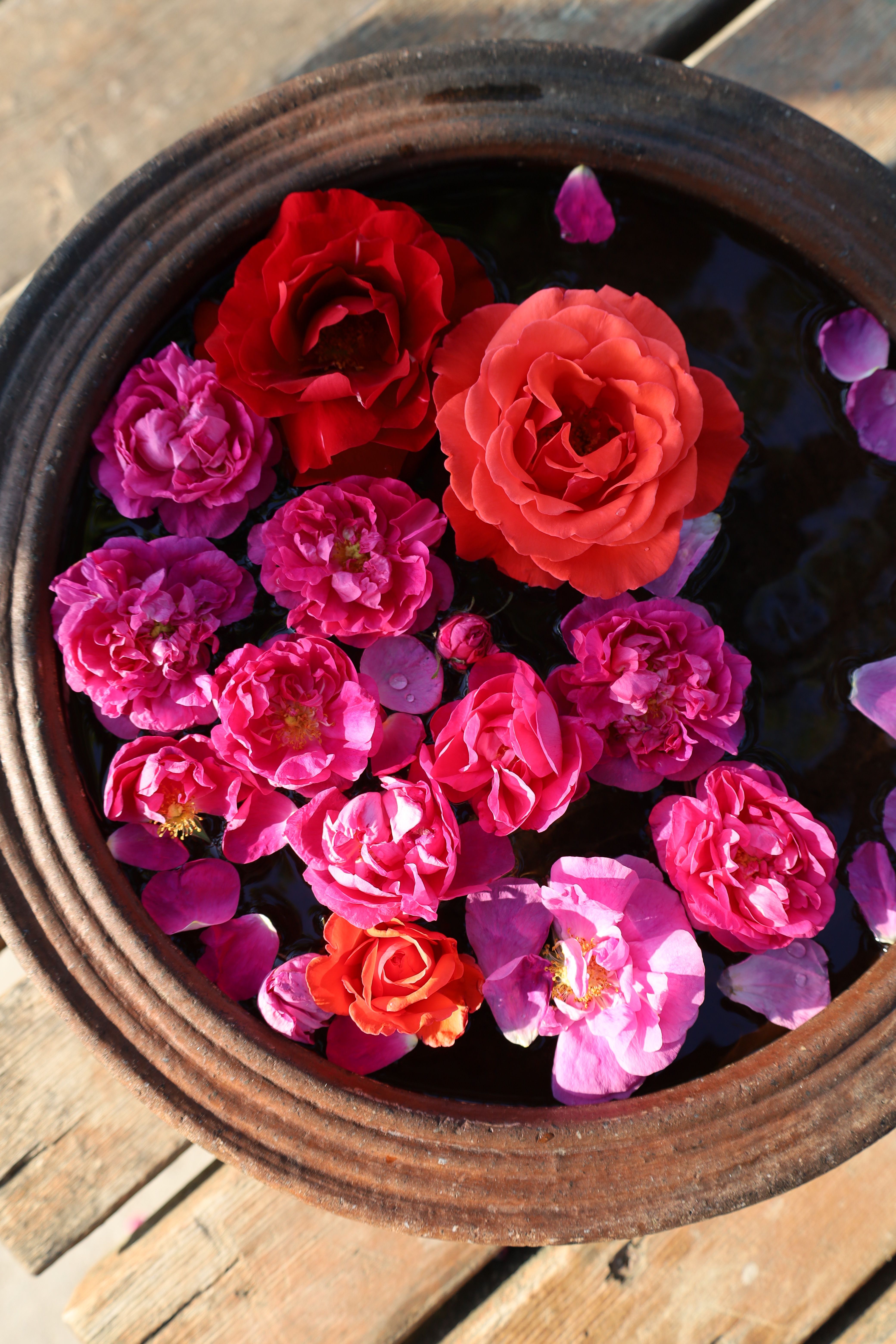 Vibrant Roses Floating in Garden Pot · Free Stock Photo