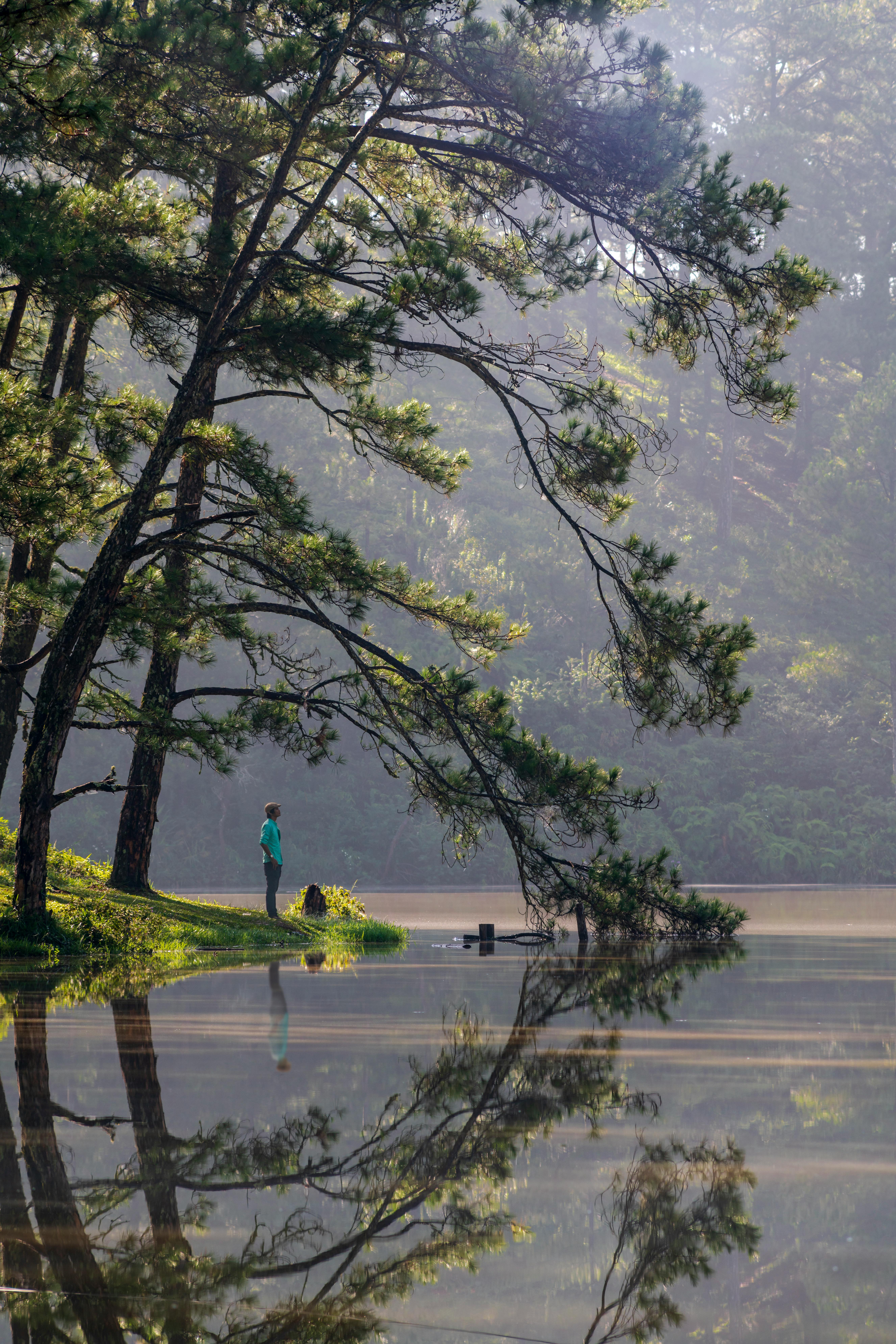 Tranquil lake view featuring pine trees and a lone person in a peaceful setting.
