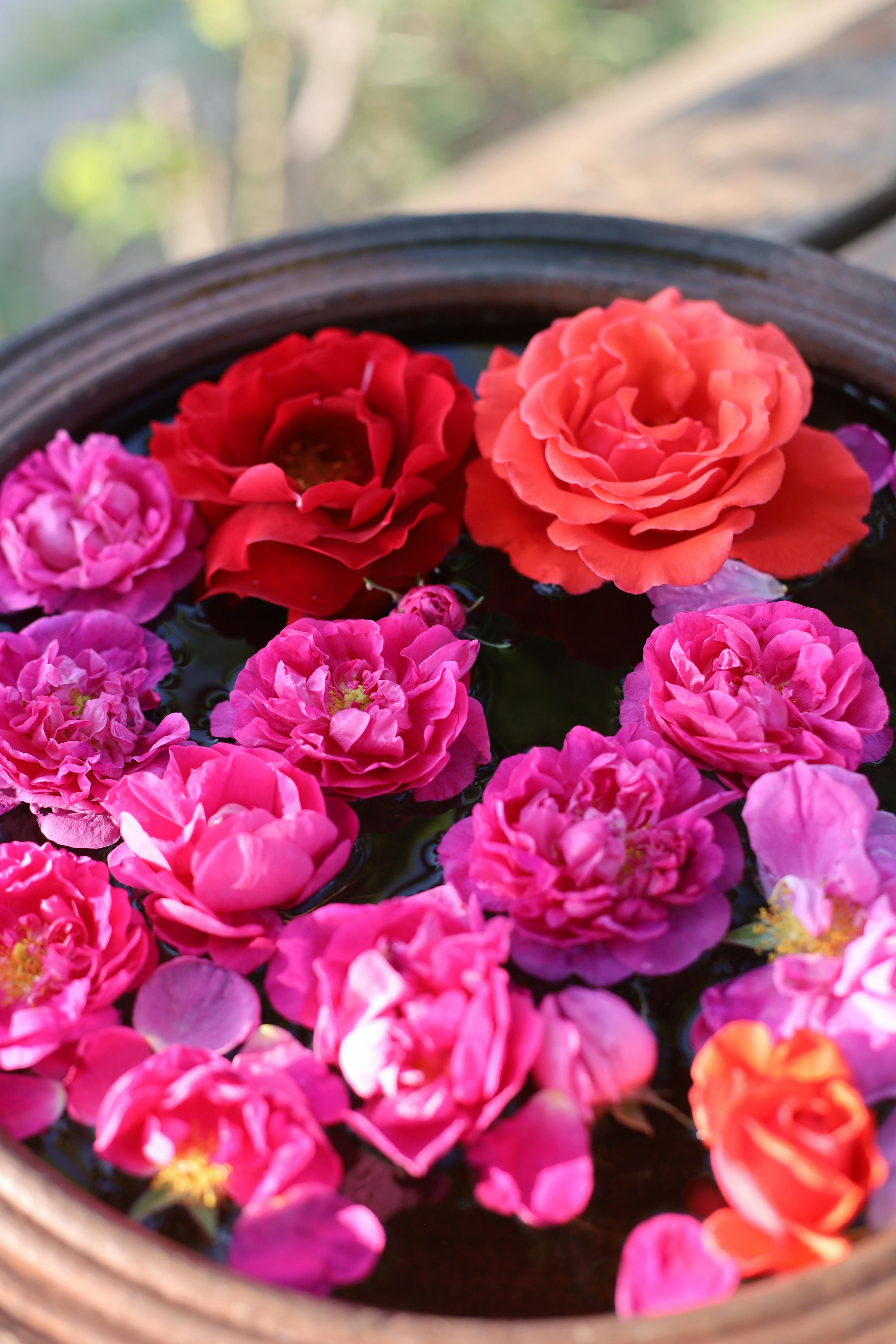 Vibrant Floating Roses in a Garden Bowl · Free Stock Photo