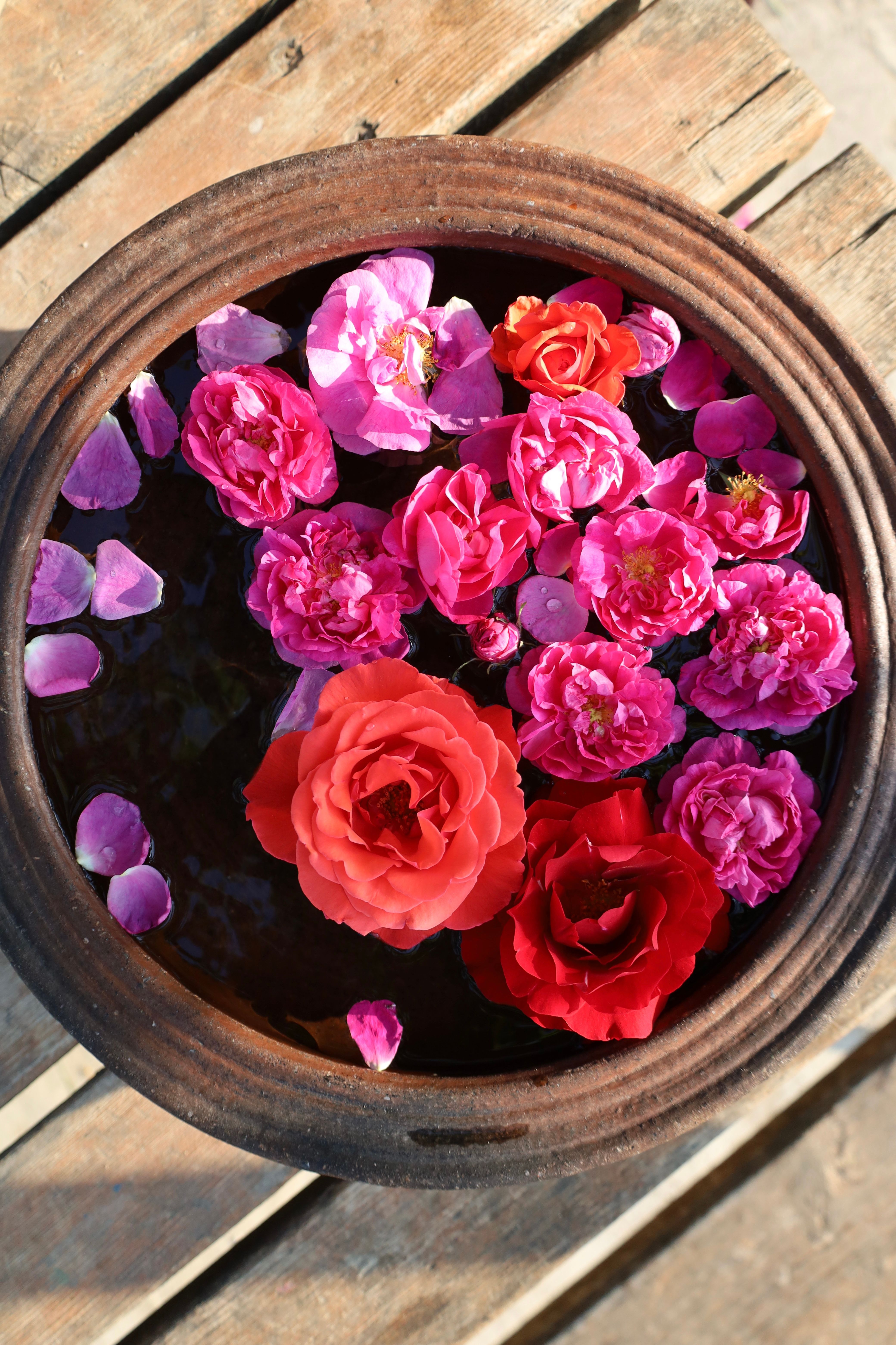 Water Potted Roses Photos, Download The BEST Free Water Potted Roses ...