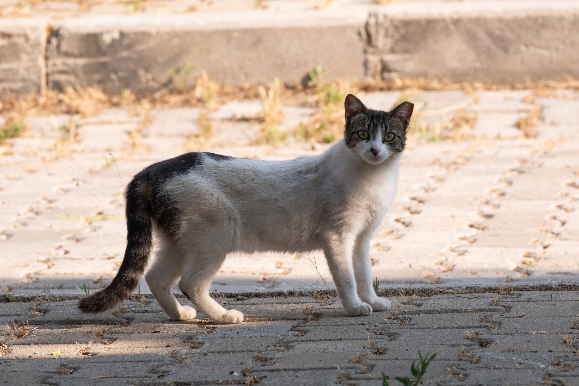 A stray cat stands on sunlit pavement in İzmir, Türkiye, captured with natural lighting.