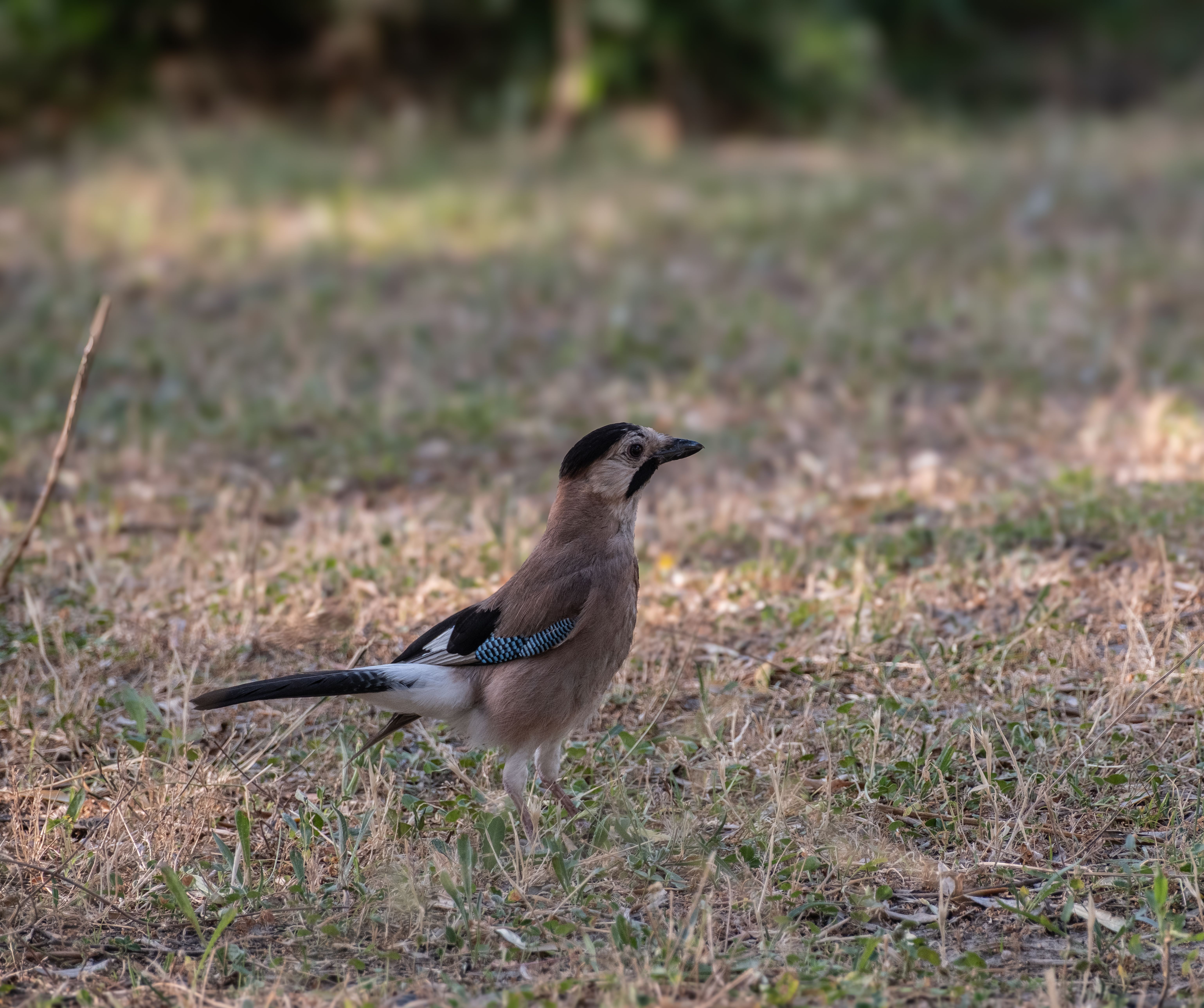 A Eurasian Jay standing on grass in İzmir, Türkiye, showcasing its distinct plumage in a serene outdoor setting.