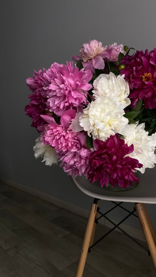 Free A stunning bouquet of pink and white peonies displayed indoors on a modern chair. Stock Photo