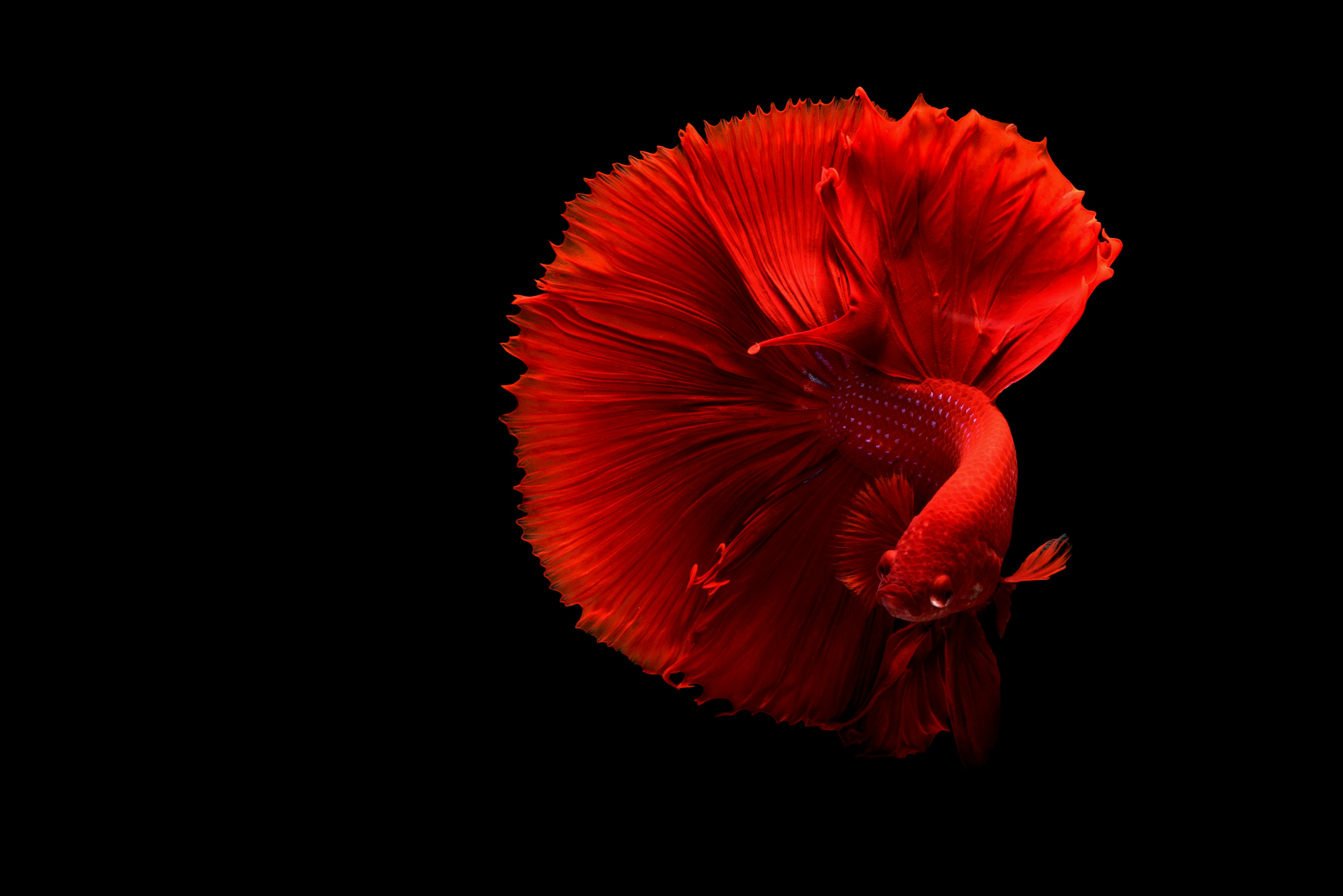 Close Up Of A Red Siamese Fighting Fish Free Stock Photo