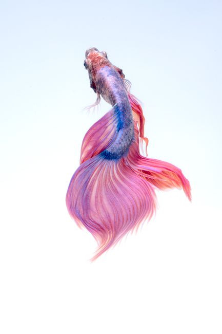 Stunning image of a colorful Betta fish showcasing vibrant fins against a soft background.