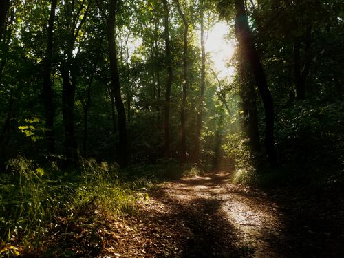 Free Sunlight streams through a dense forest canopy onto a tranquil pathway, evoking a sense of peace and natural beauty. Stock Photo