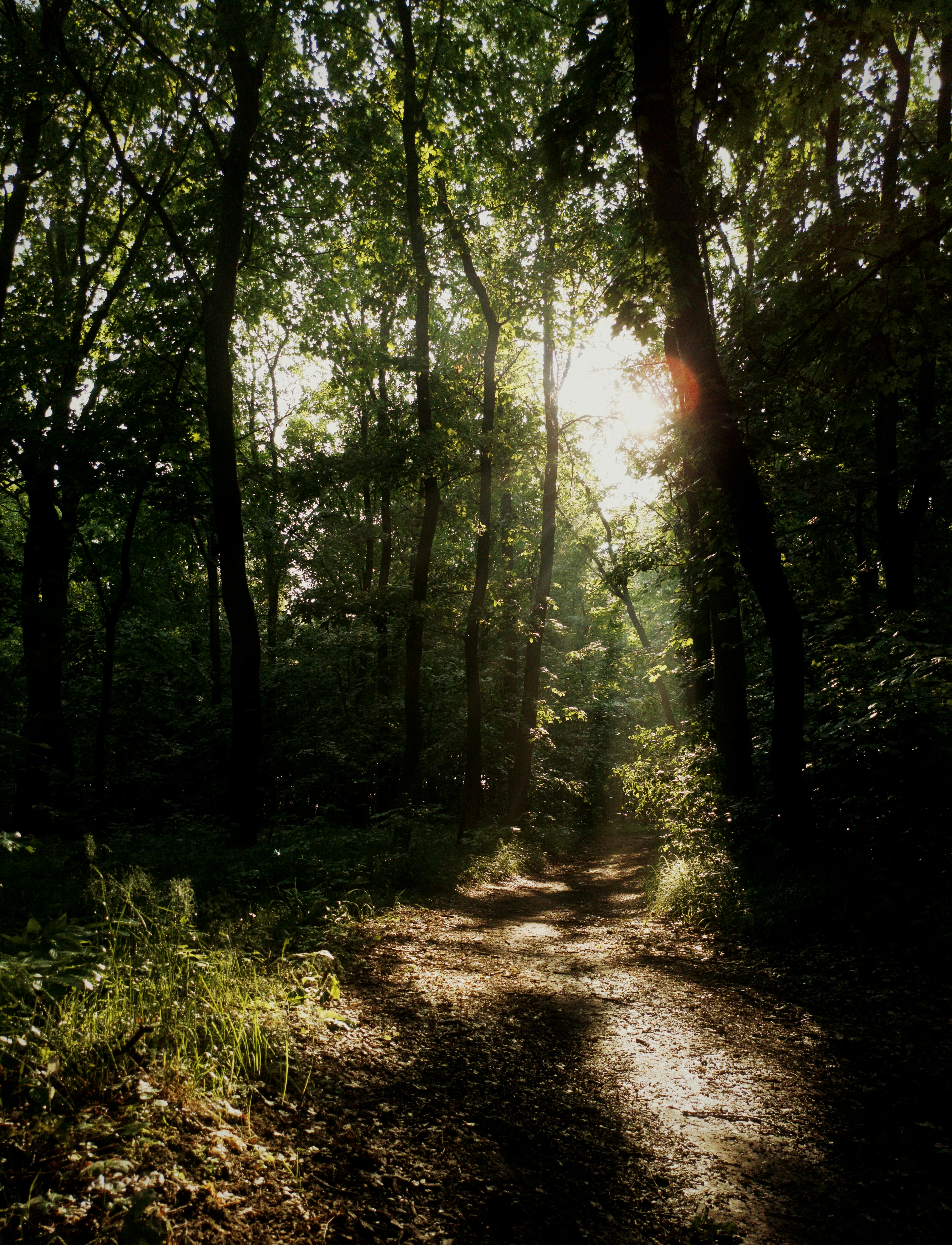 Serene morning light filtering through the trees along a wooded path. Perfect for nature and outdoor themes.