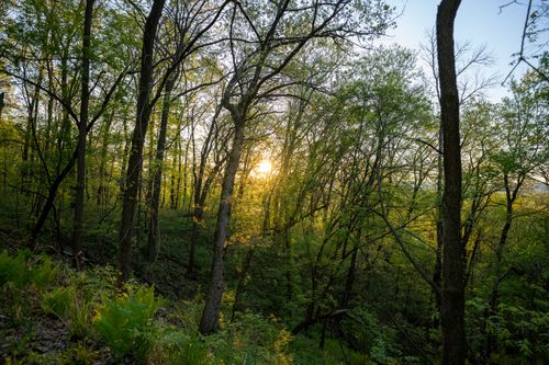 Free Breathtaking view of a spring forest bathed in sunrise light in Pepin, Wisconsin. Stock Photo