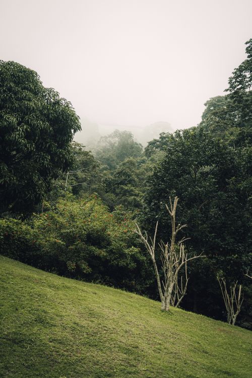 Free Tranquil misty forest scene with lush greenery and dense foliage, evoking peace and serenity. Stock Photo