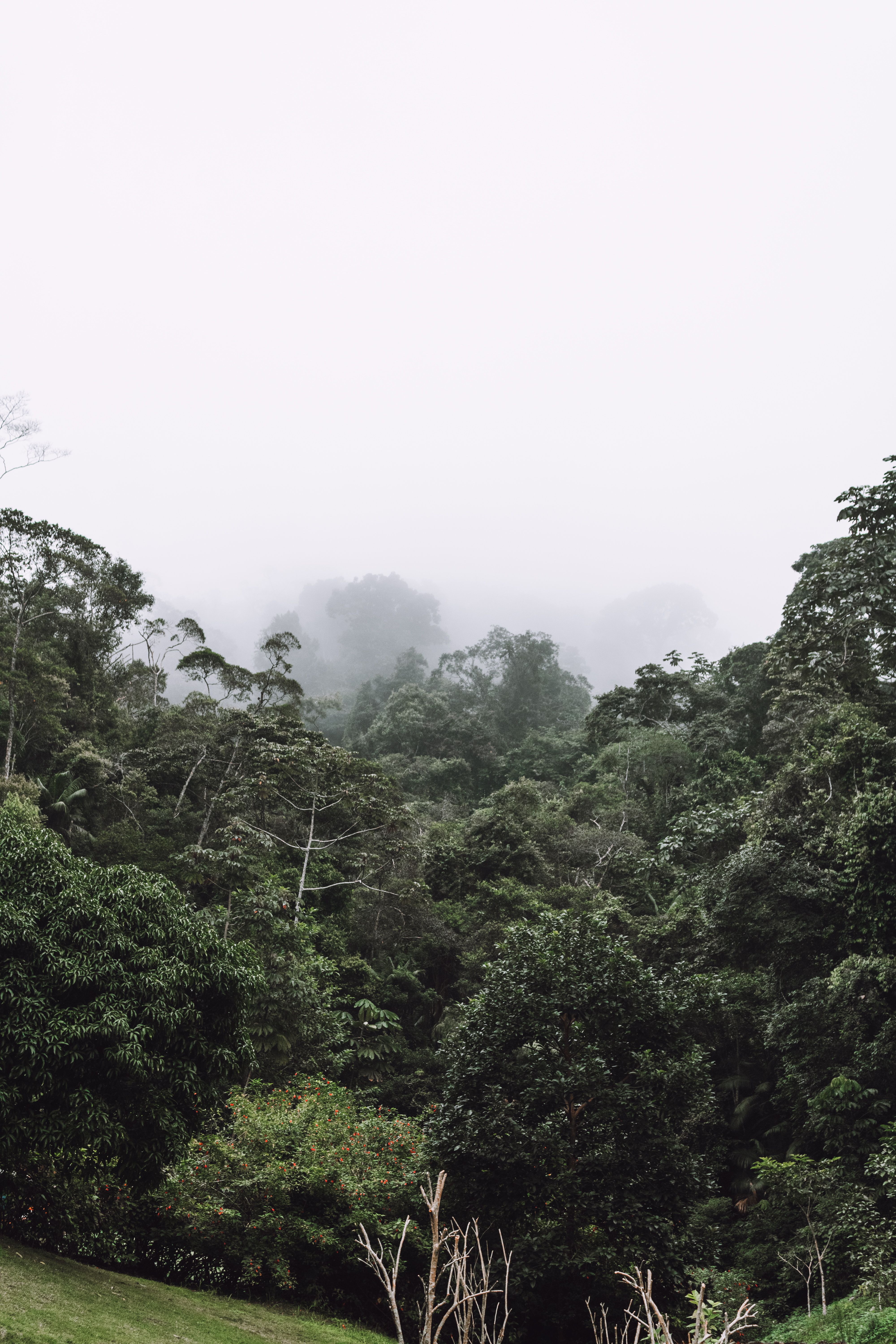 Misty tropical forest.